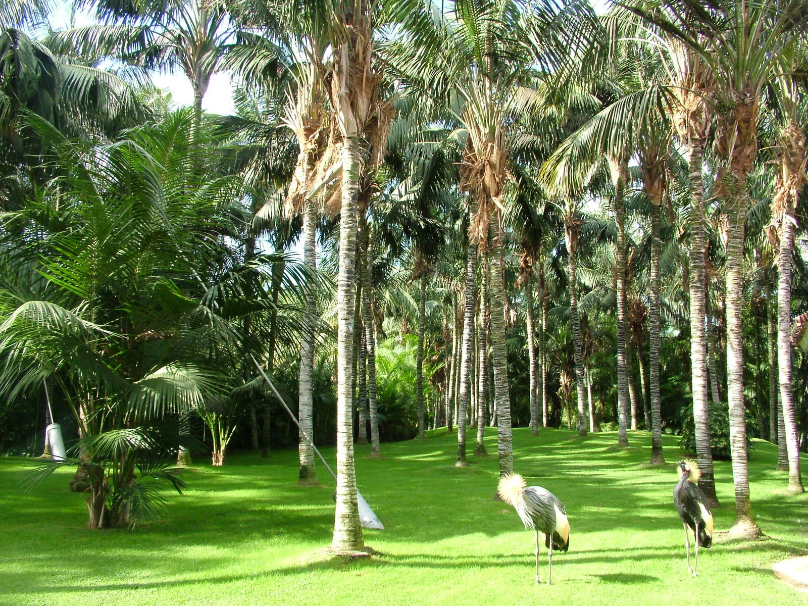 Crowned Cranes at Loro Parque, 08/11/10