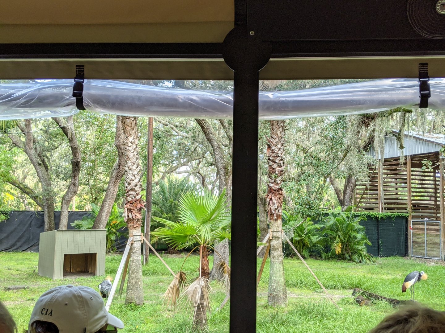 Crowned Cranes (bad picture)