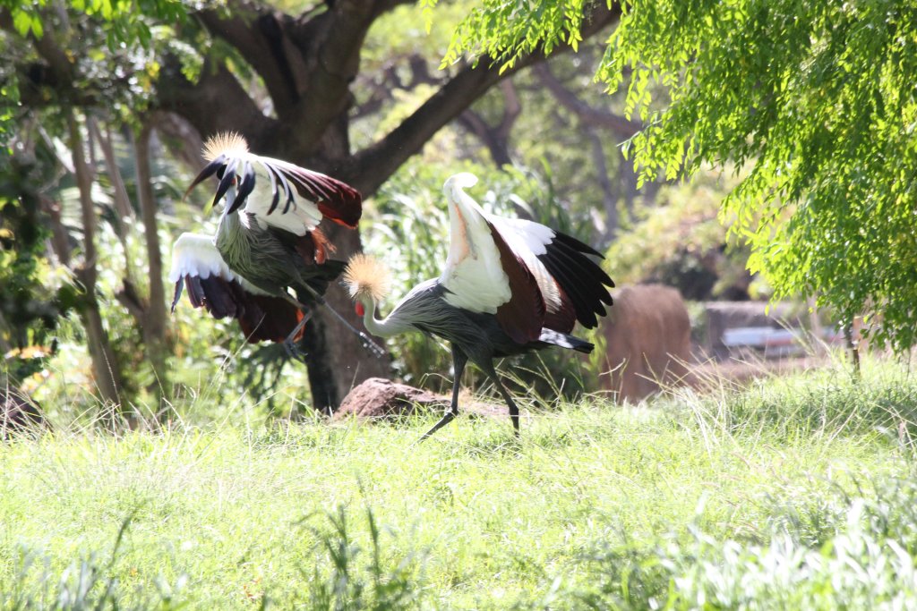 Crowned Cranes dancing