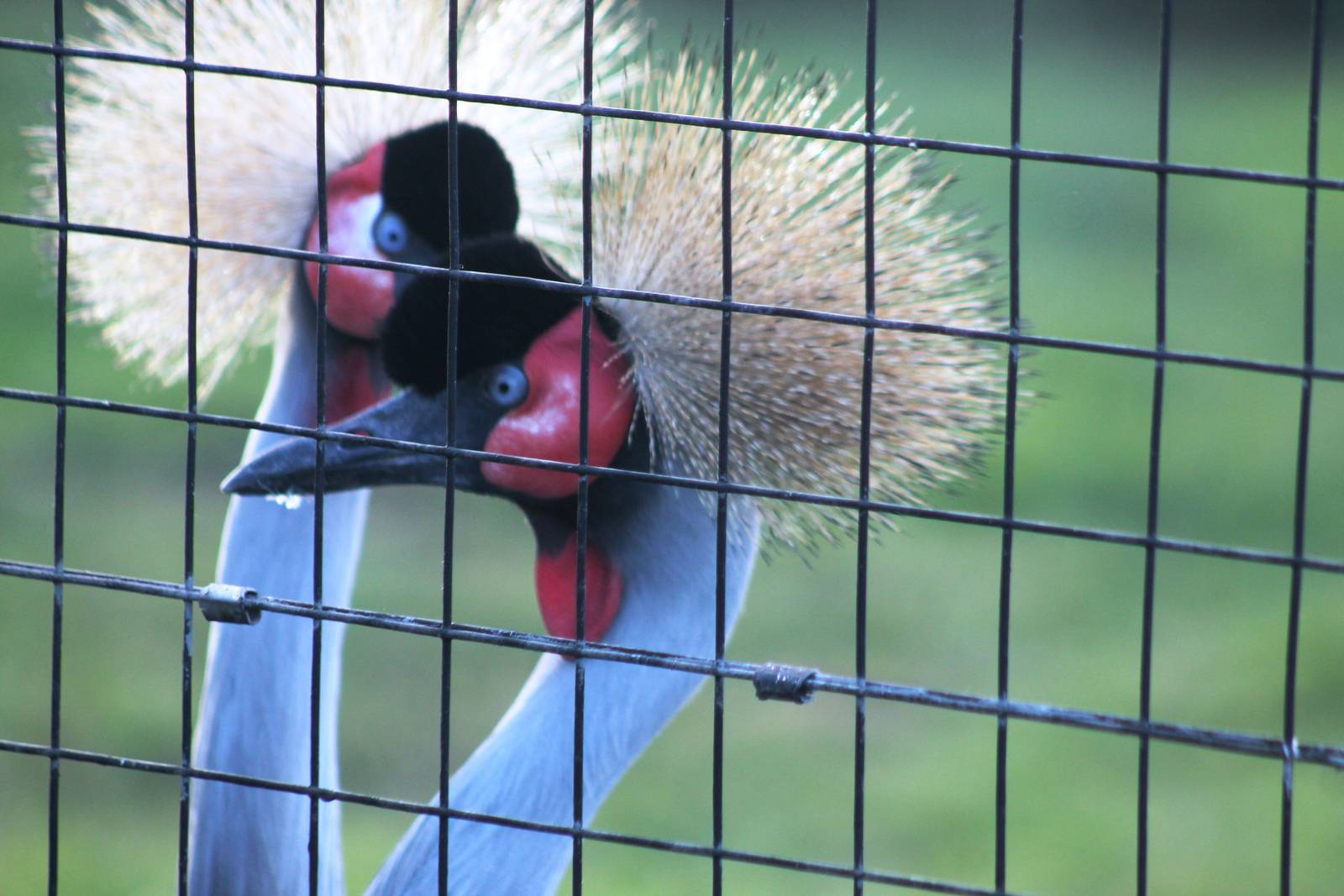 Crowned Cranes December 2013