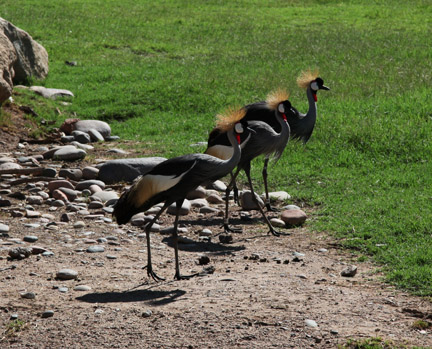 crowned cranes line up