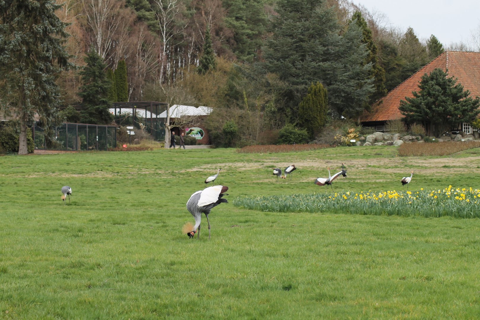 Crowned cranes taking a walk (24/3-19)