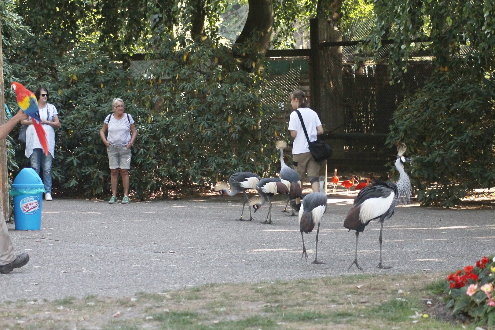 Crowned cranes taking a walk