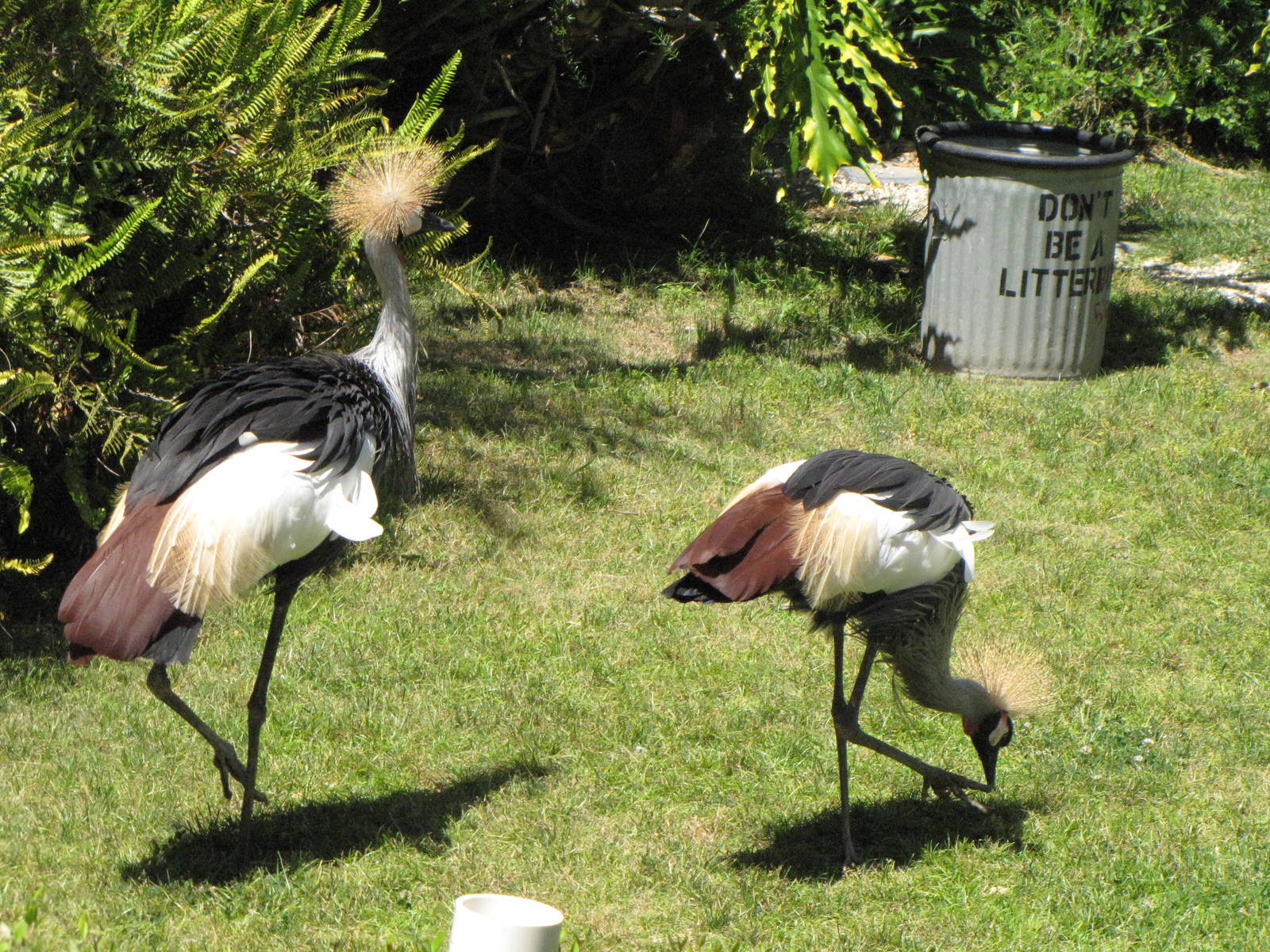 Crowned Cranes - World of Birds Show