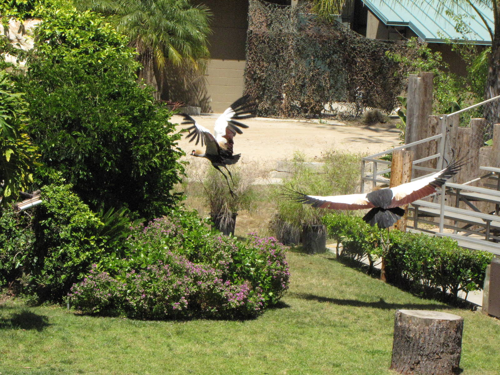 Crowned Cranes - World of Birds Show