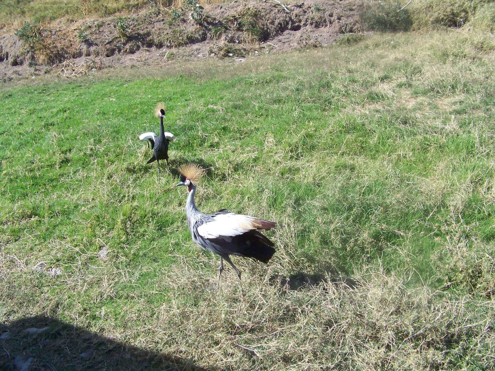 Crowned Cranes