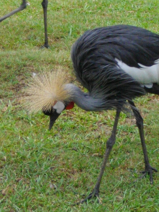 Crowned Cranes