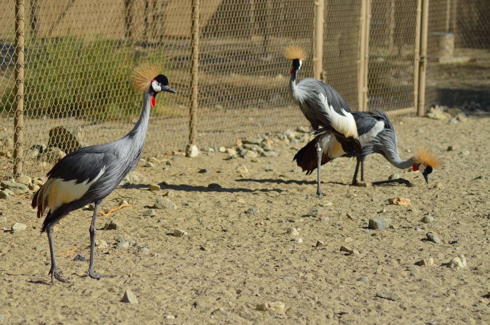 Crowned Cranes