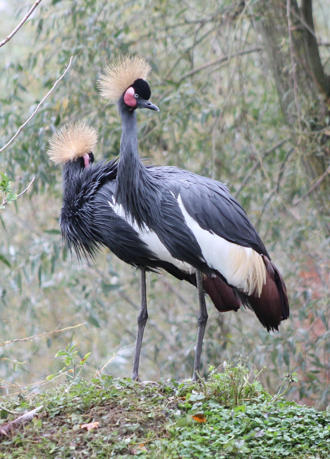 Crowned cranes