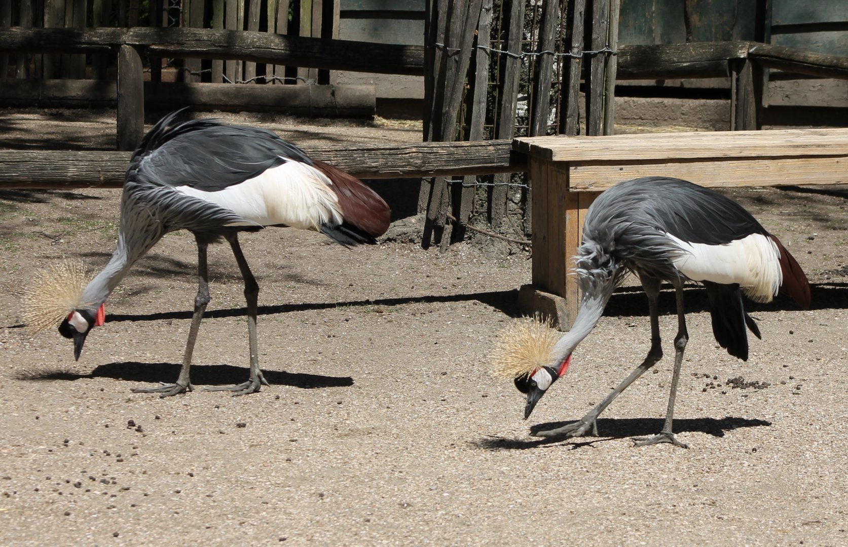 Crowned cranes