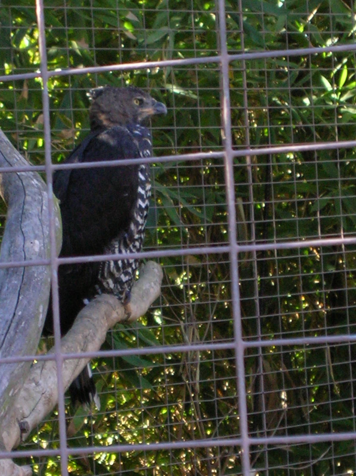 Crowned Eagle 1-12-09