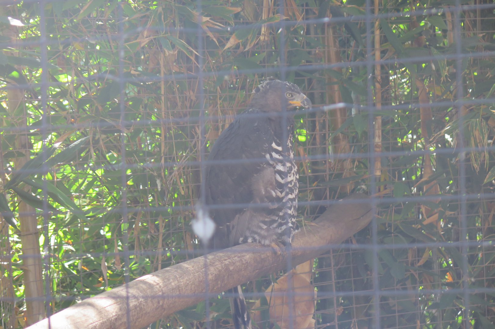 Crowned Eagle(8/23/2024)