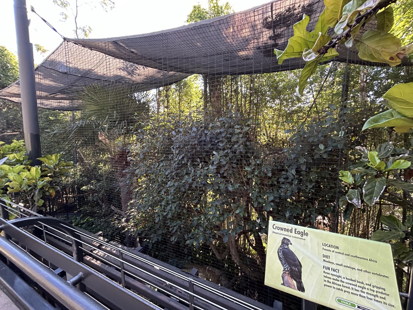 Crowned Eagle Aviary - Gorilla Tropics