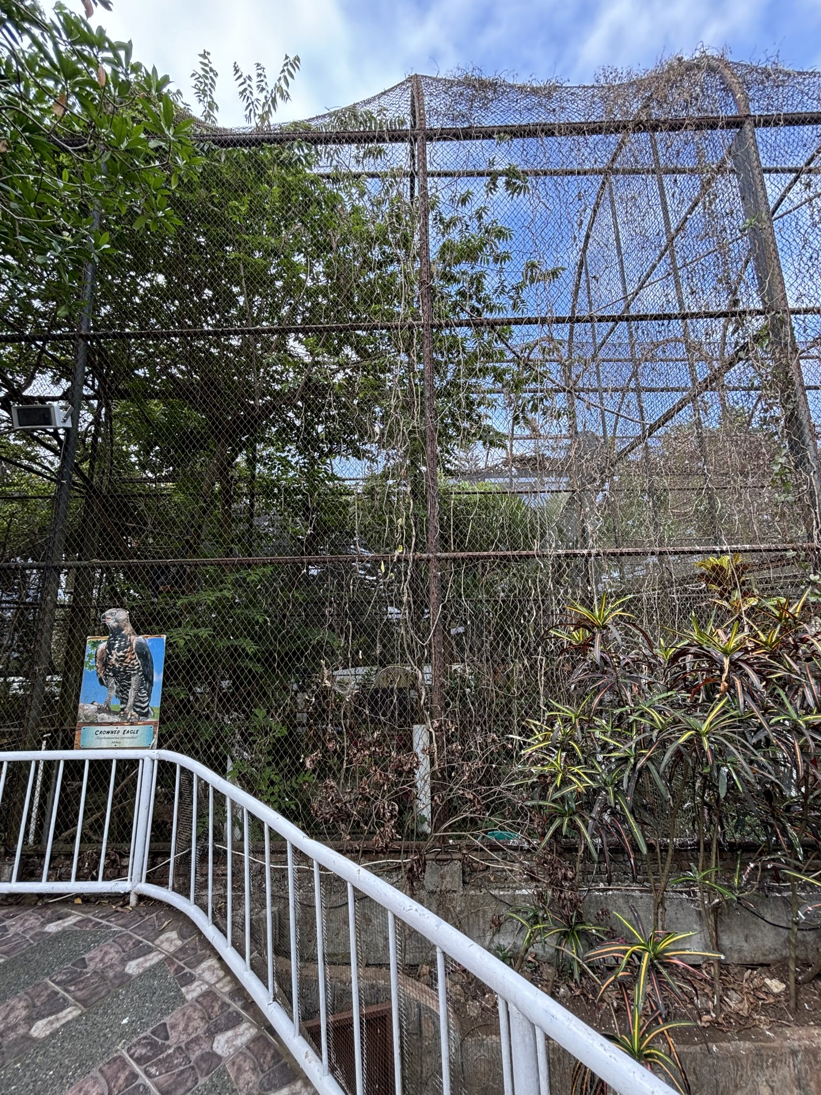 Crowned Eagle Aviary