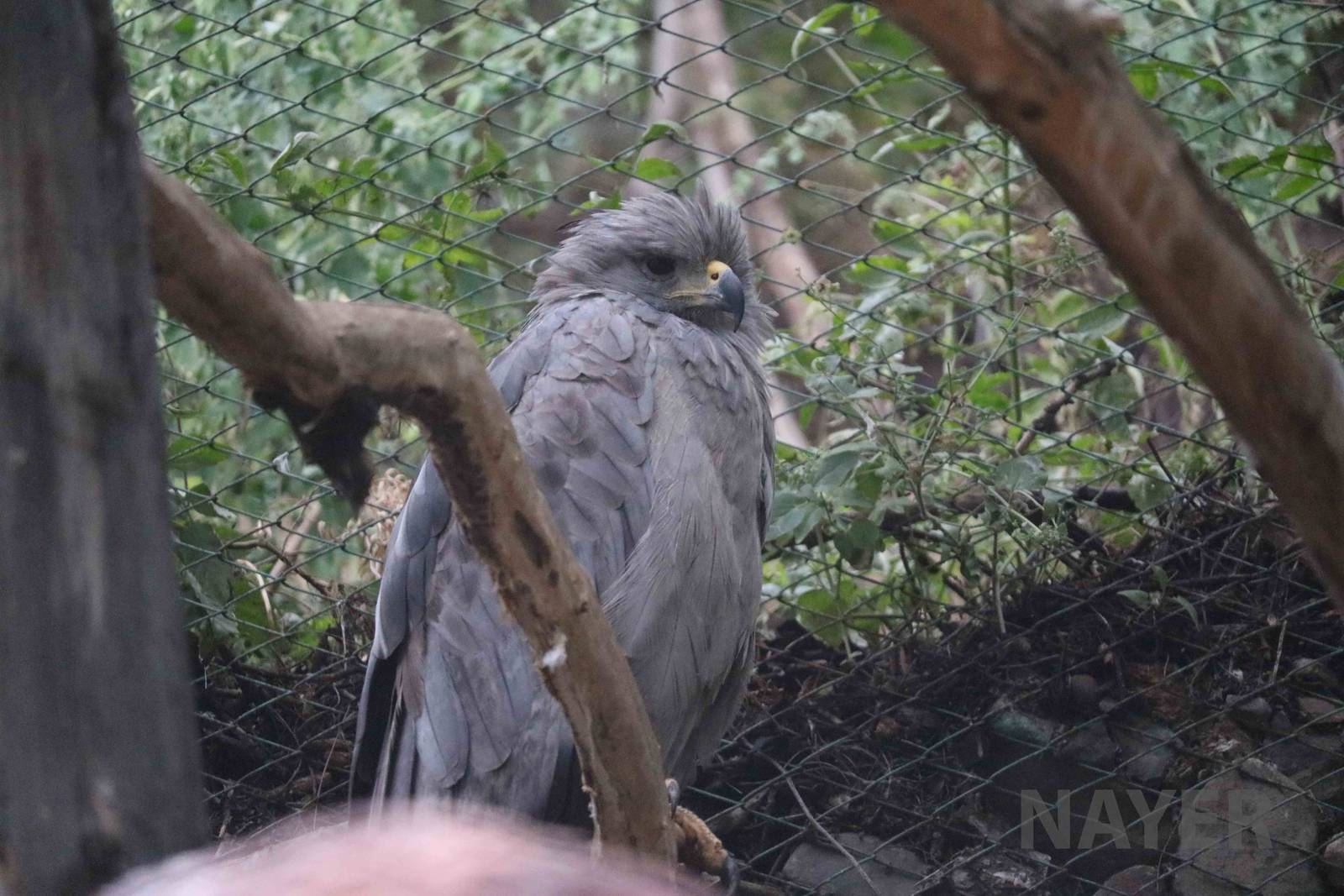 Crowned eagle - Mendoza Zoo, April 2016