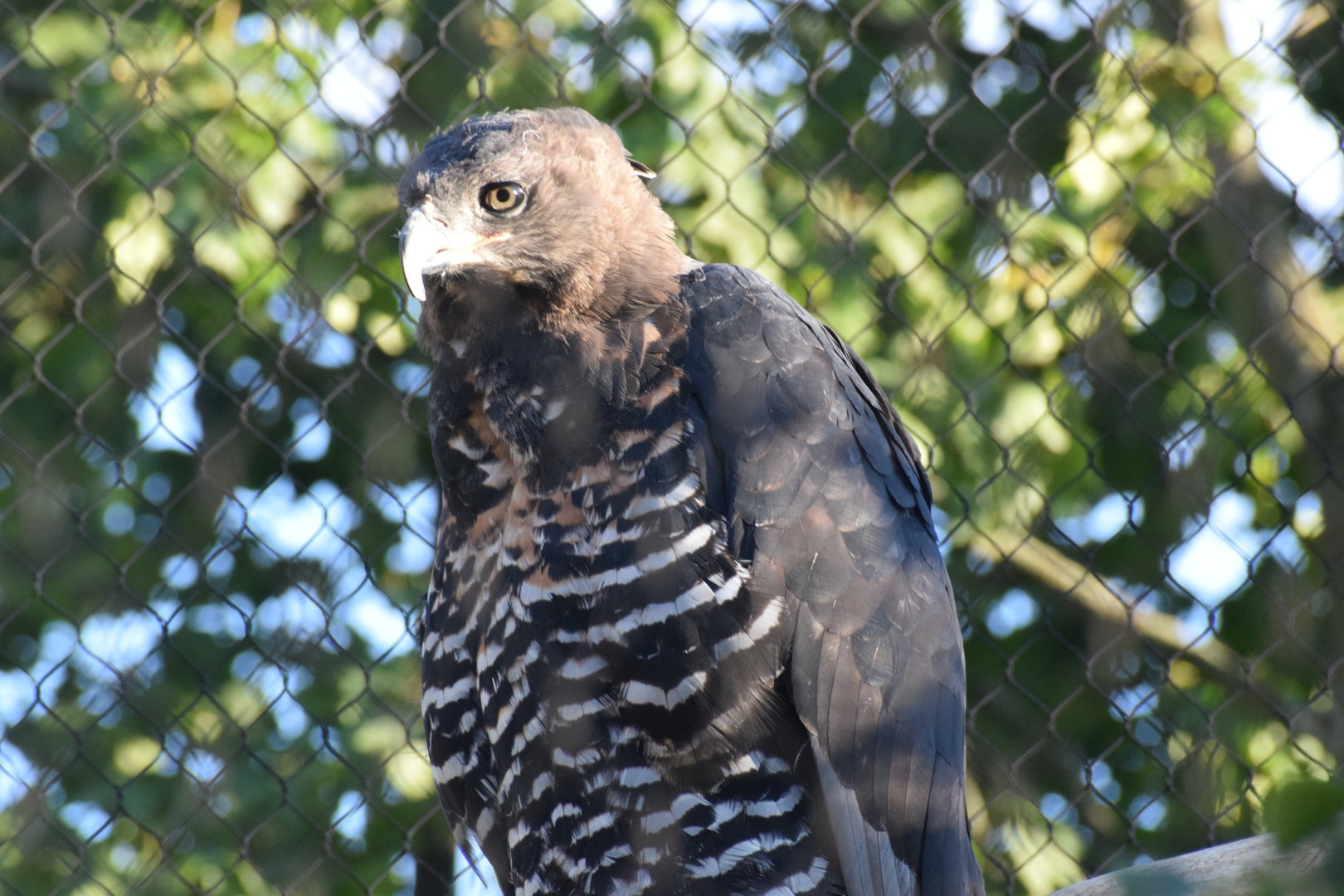 Crowned eagle - September 2023