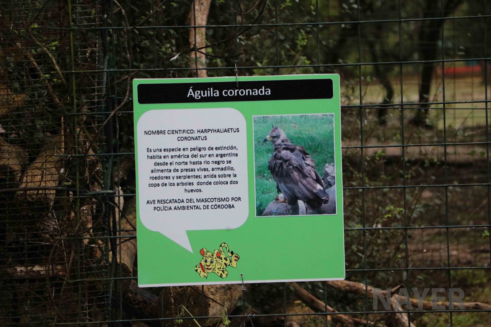 Crowned eagle sign - Tatu Carreta, April 2016.