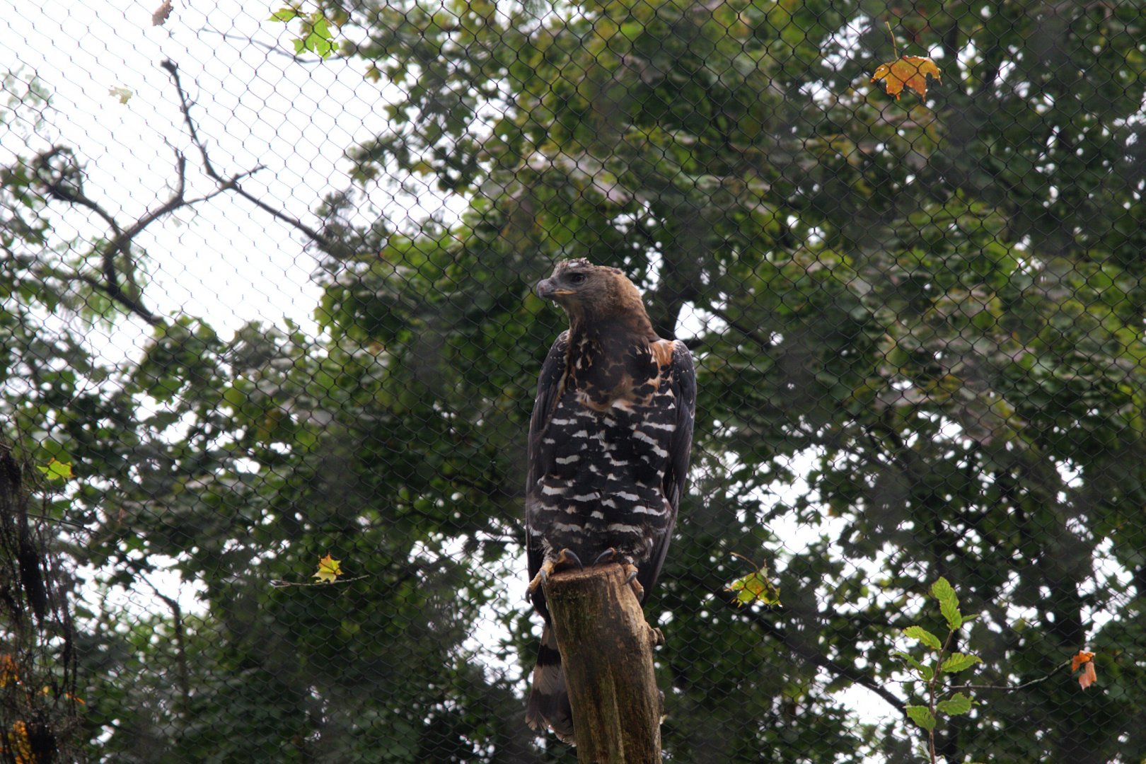 Crowned Eagle (Stephanoaetus coronatus), 11-09-25