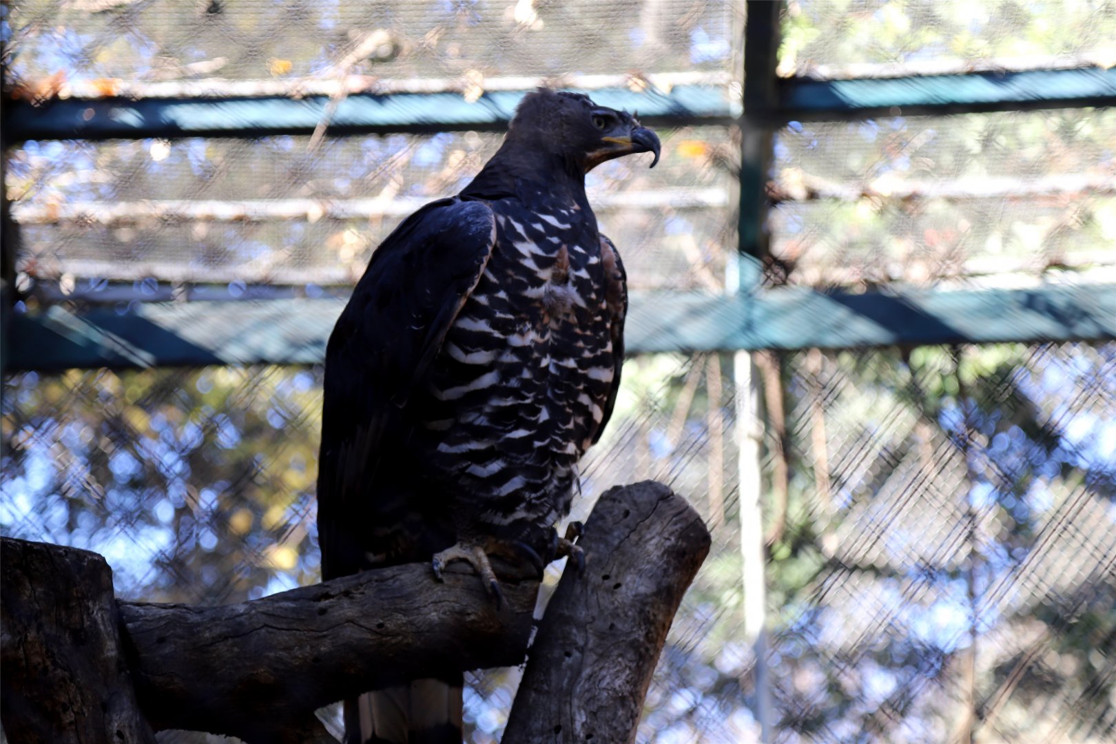 Crowned Eagle (Stephanoaetus coronatus), December 2015