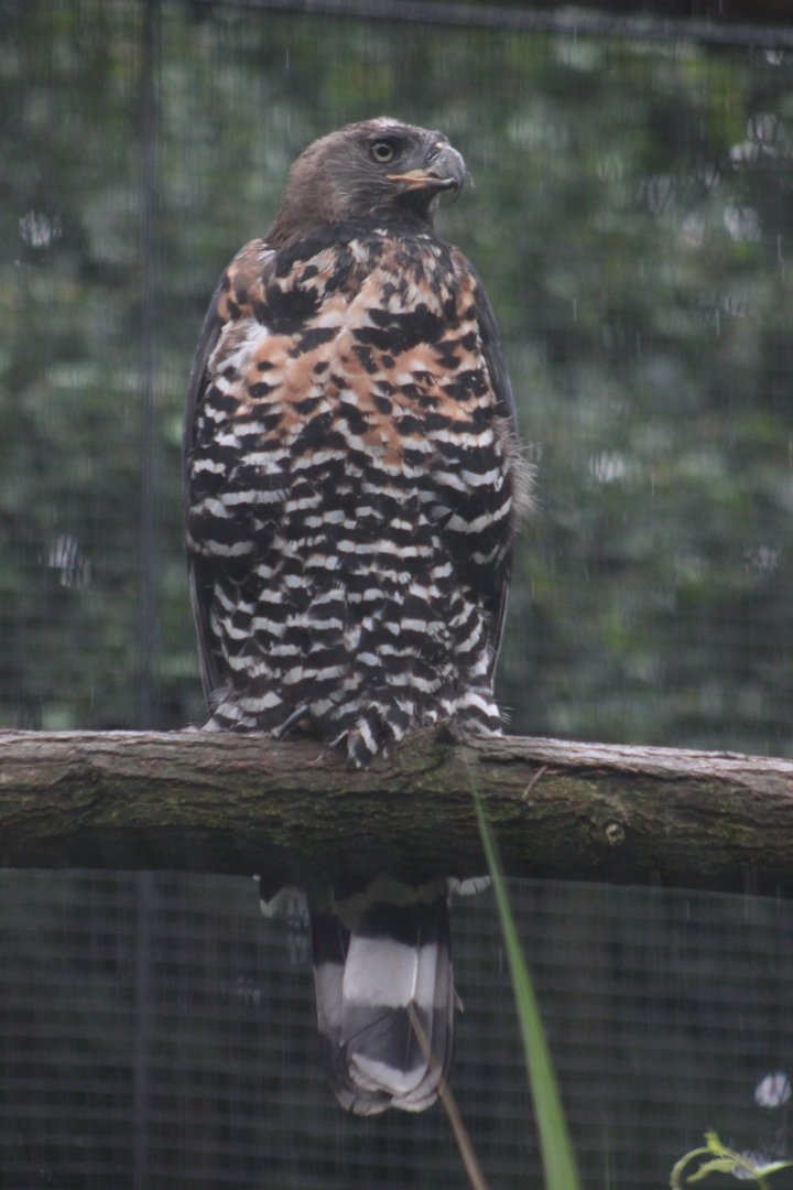 Crowned eagle (Stephanoaetus coronatus)