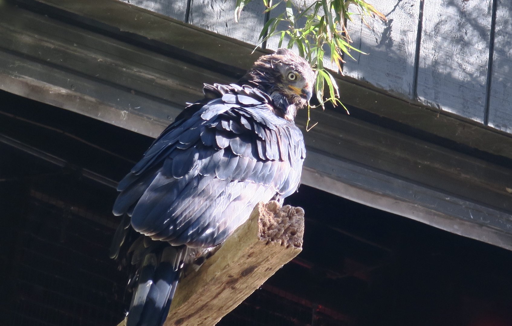 Crowned Eagle (Stephanoaetus coronatus)