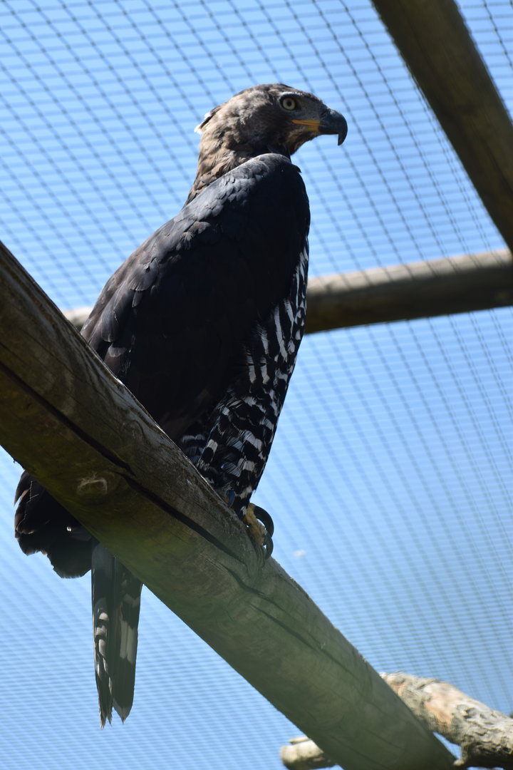 Crowned Eagle - Stephanoaetus coronatus