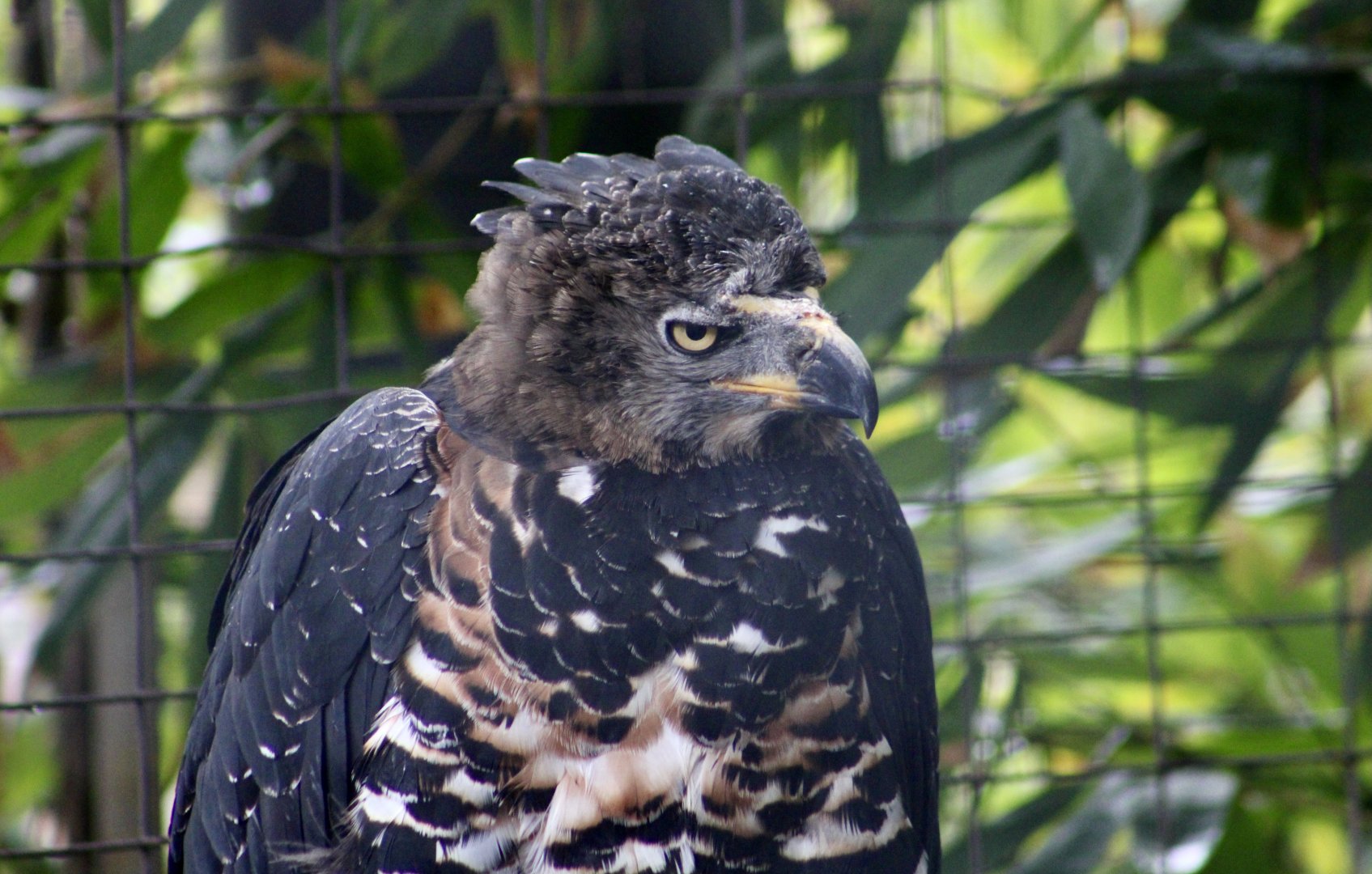 Crowned Eagle (Stephanoaetus coronatus)