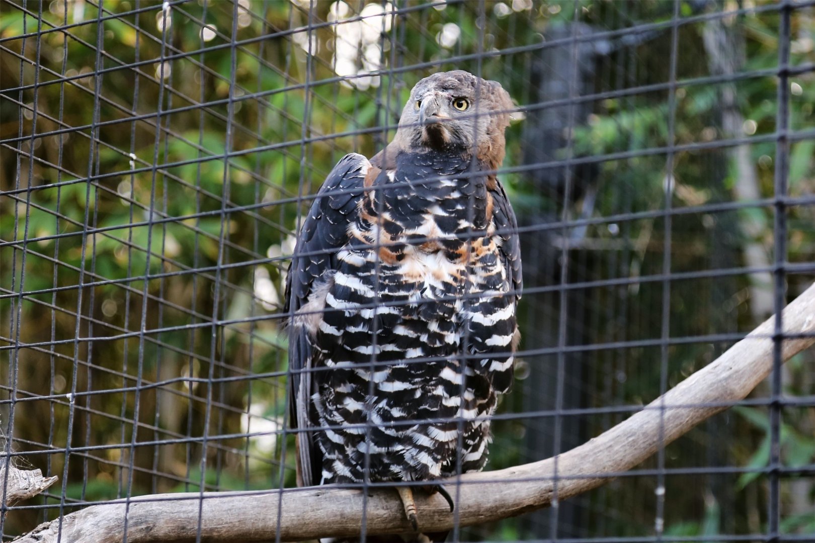 Crowned Eagle (Stephanoaetus coronatus)