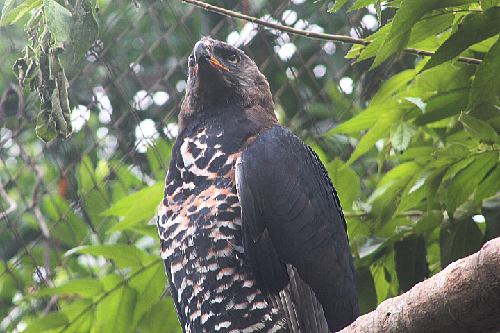 Crowned eagle (Stephanoaetus coronatus)