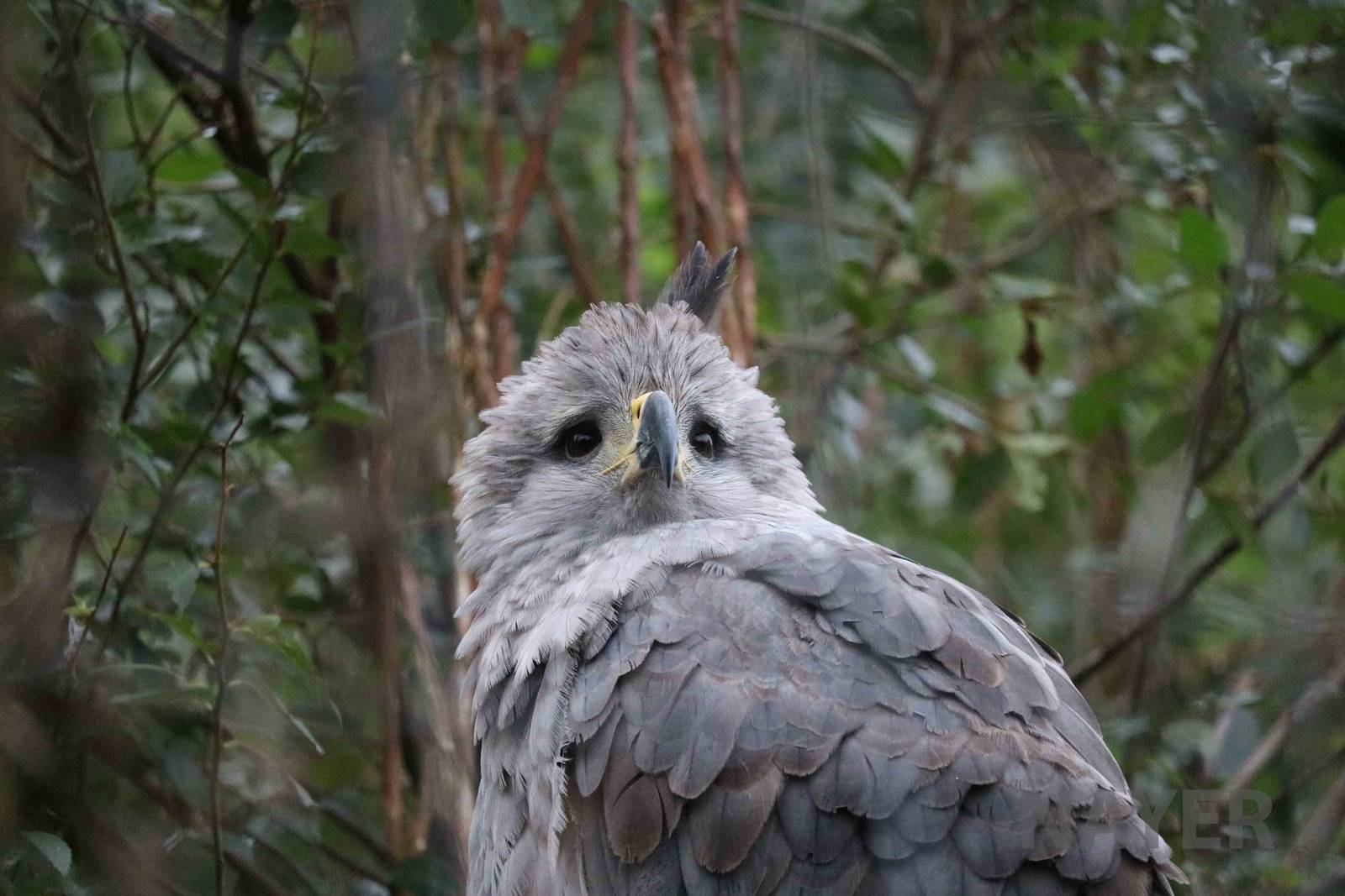 Crowned eagle - Tatu Carreta, April 2016.