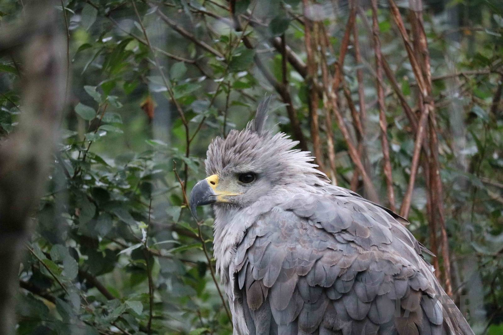 Crowned eagle - Tatu Carreta, April 2016.