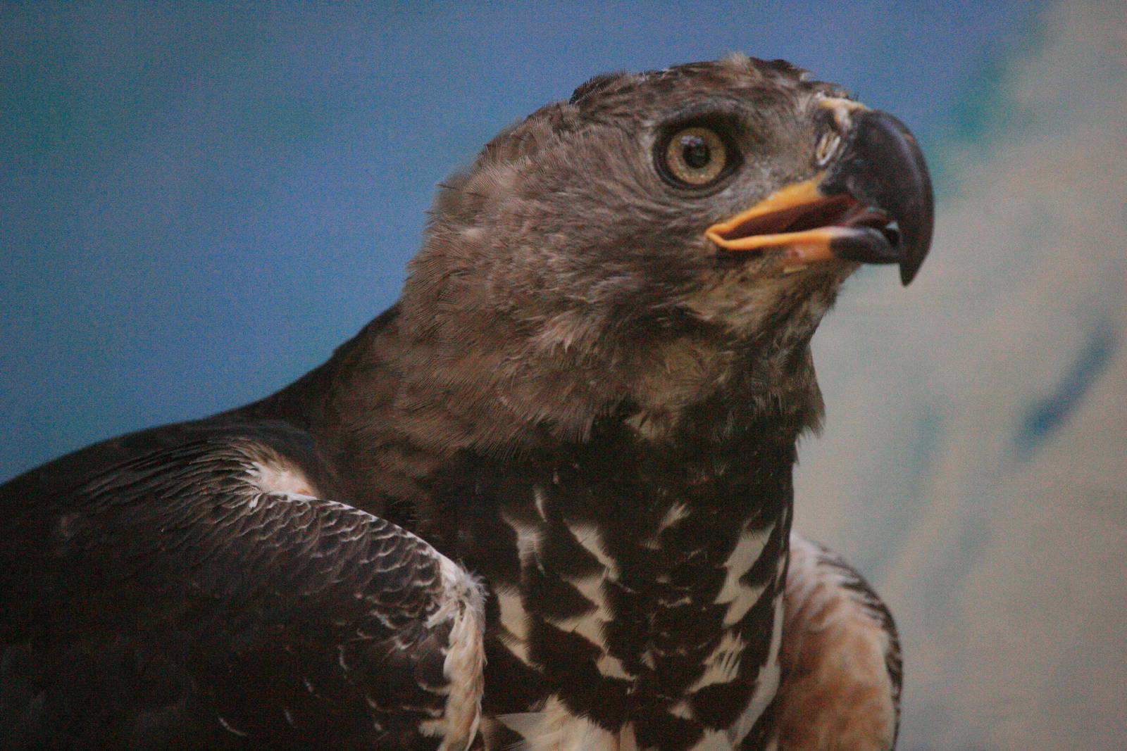 Crowned Eagle