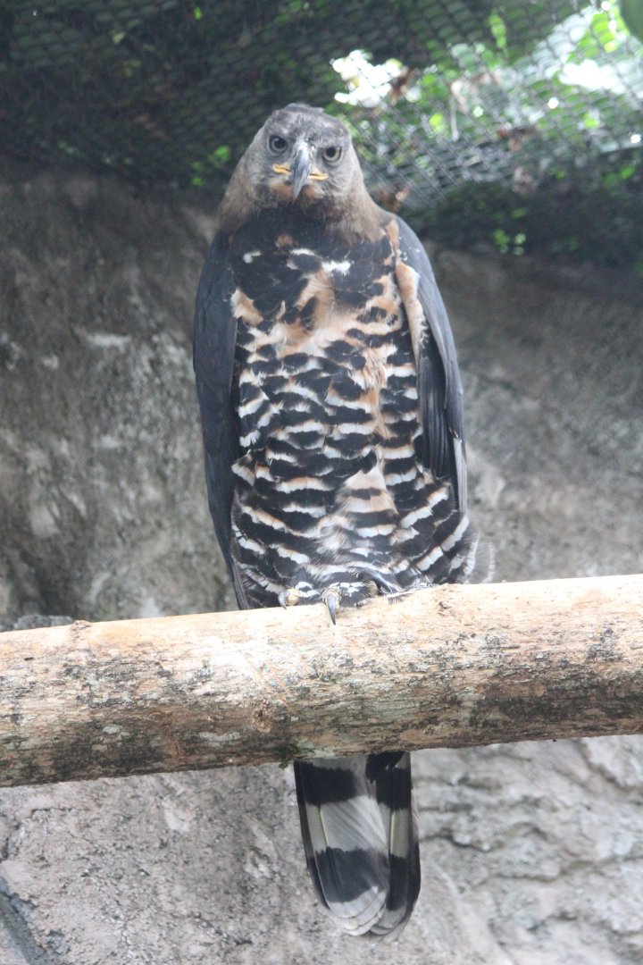 Crowned Eagle