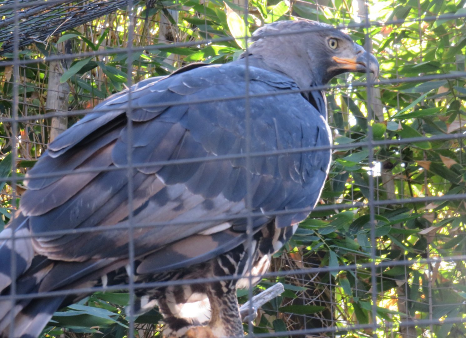 Crowned eagle