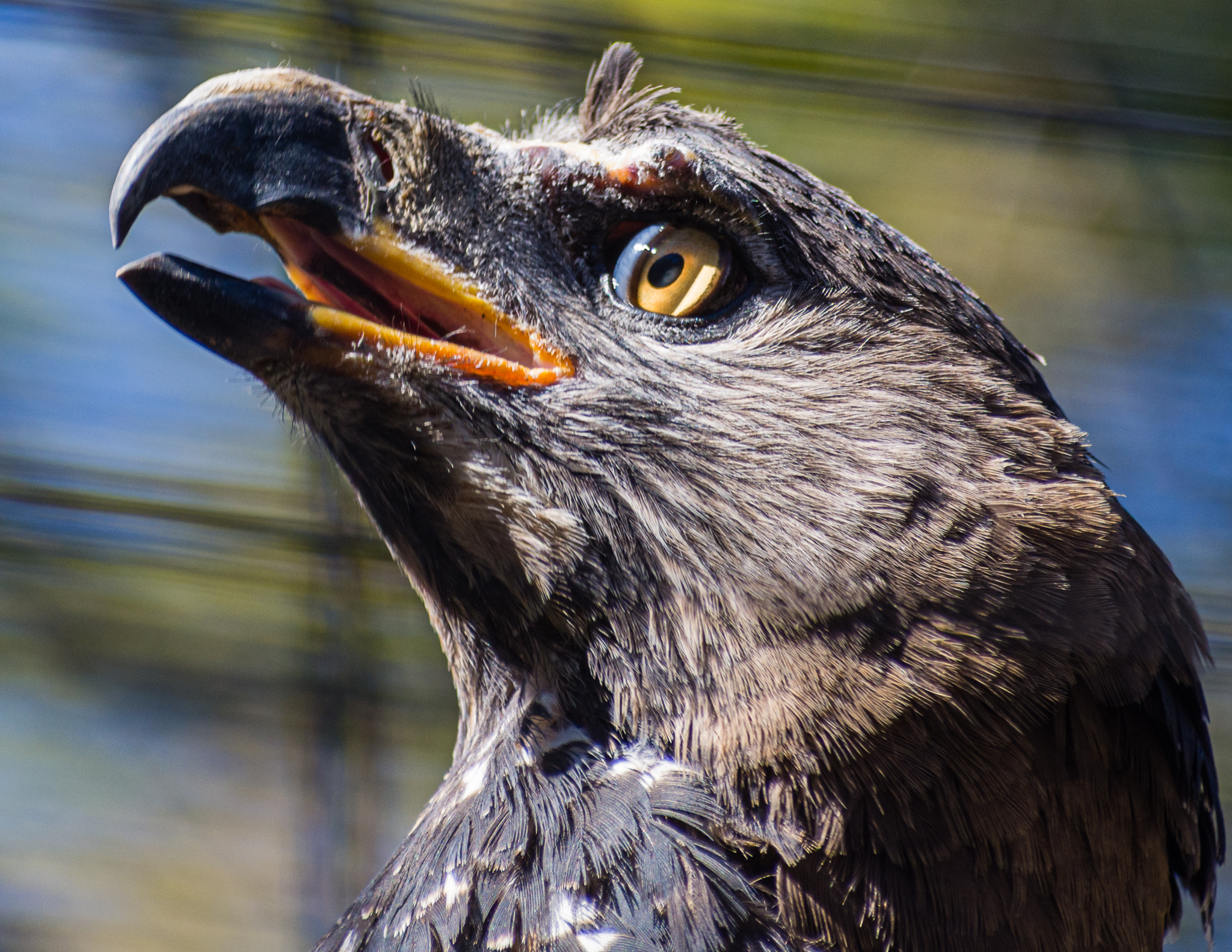 Crowned Eagle