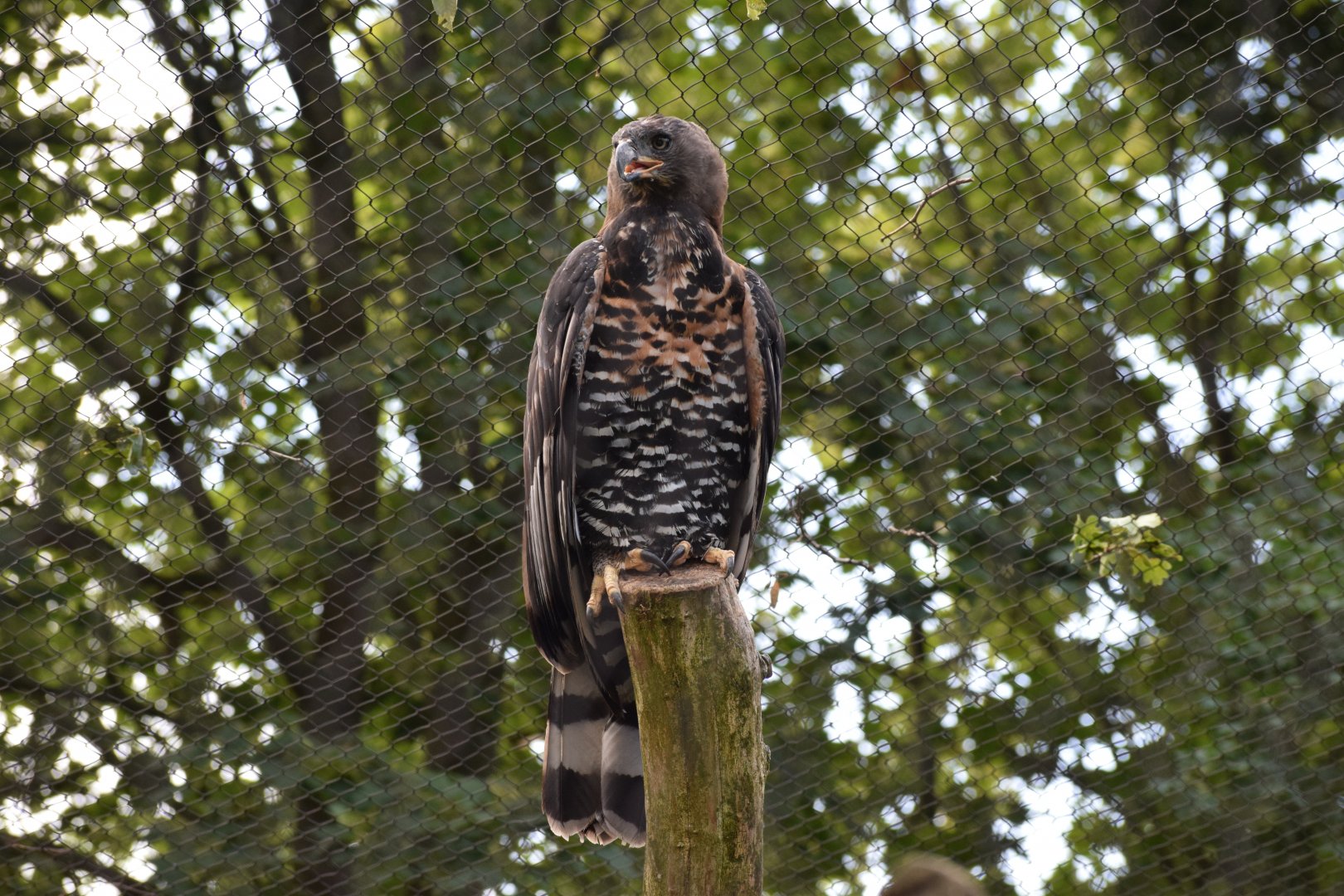 Crowned eagle