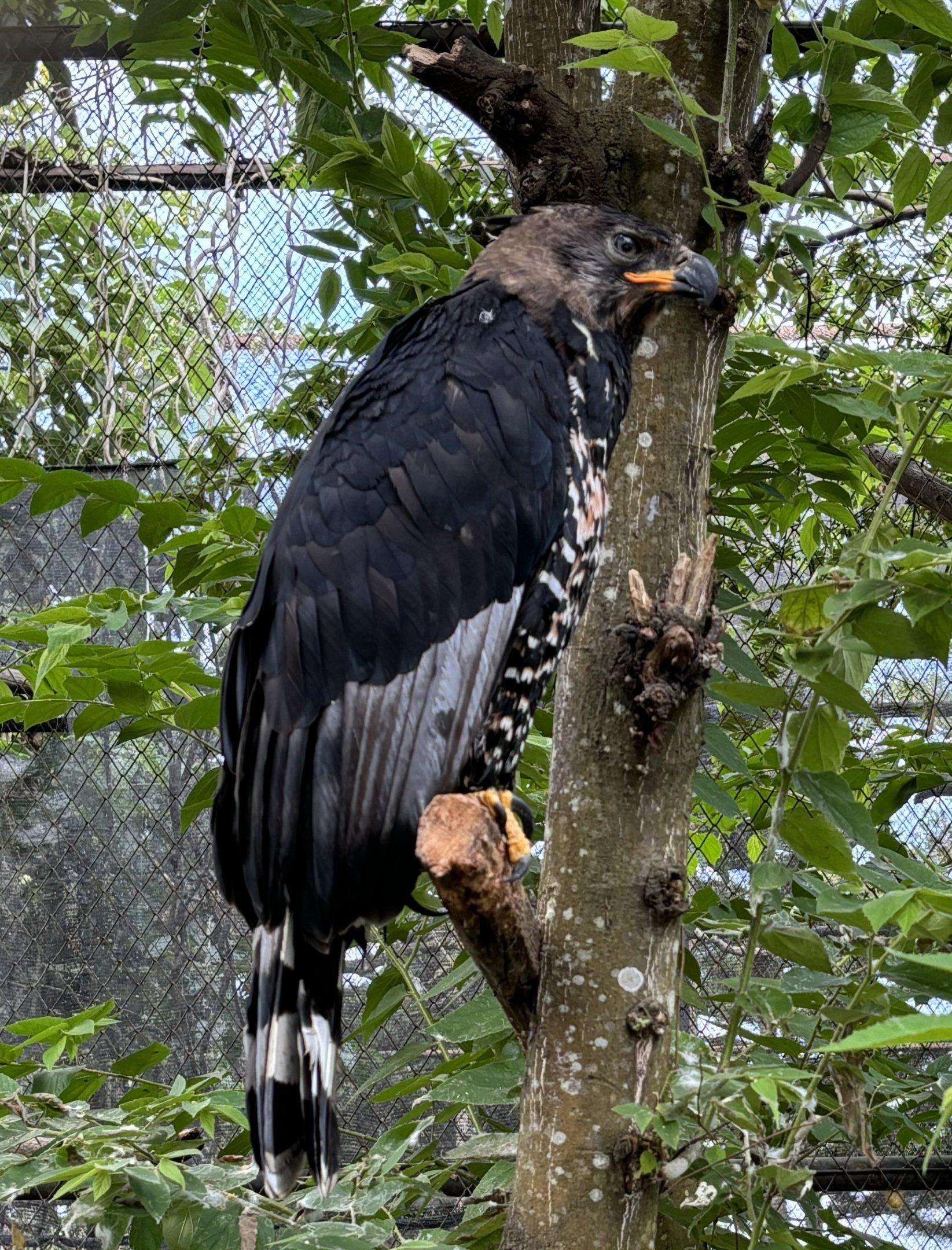 Crowned Eagle