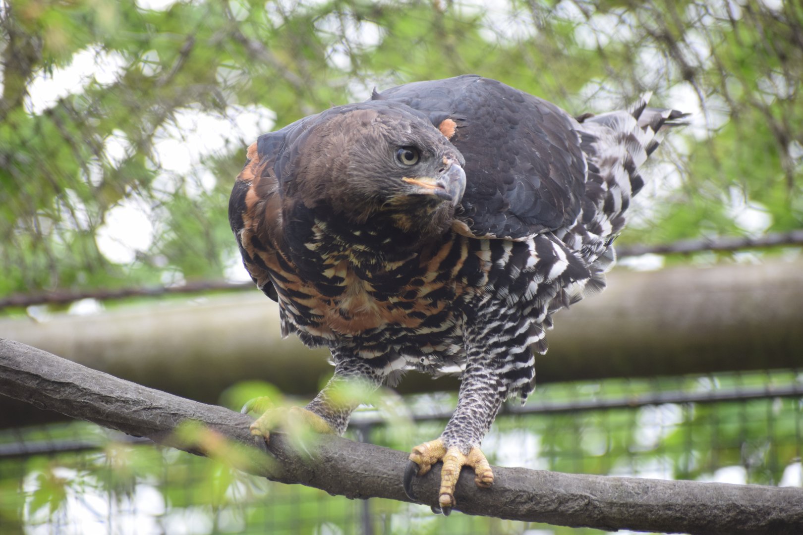 Crowned eagle