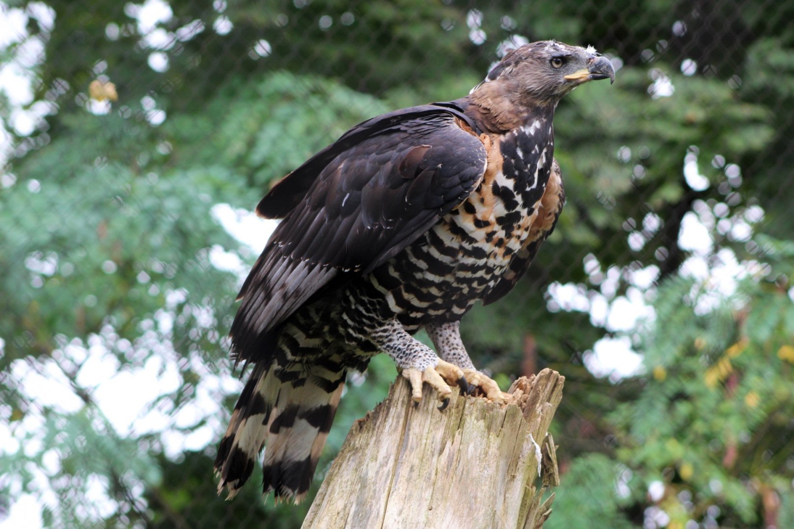 Crowned Eagle