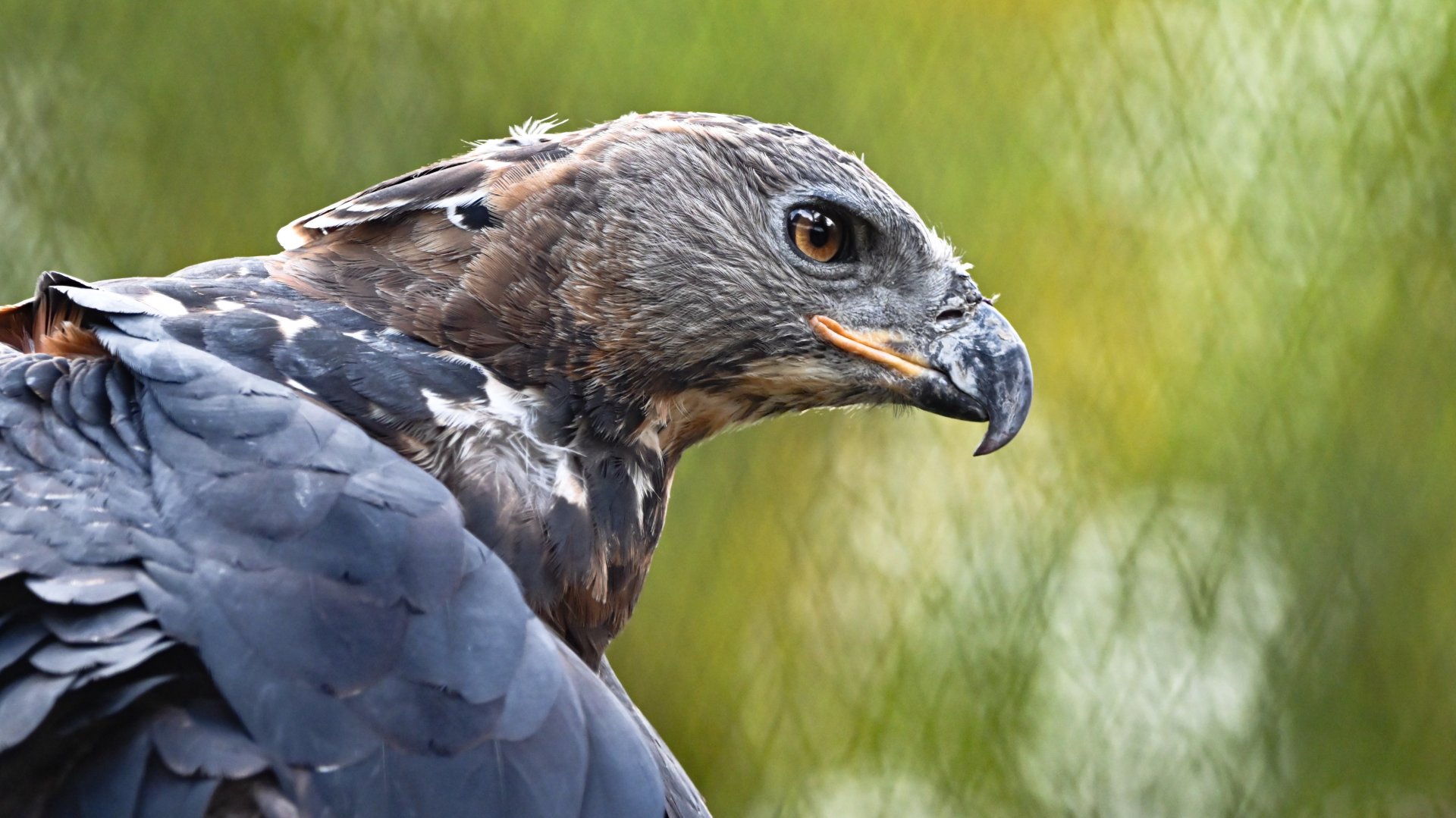 Crowned eagle
