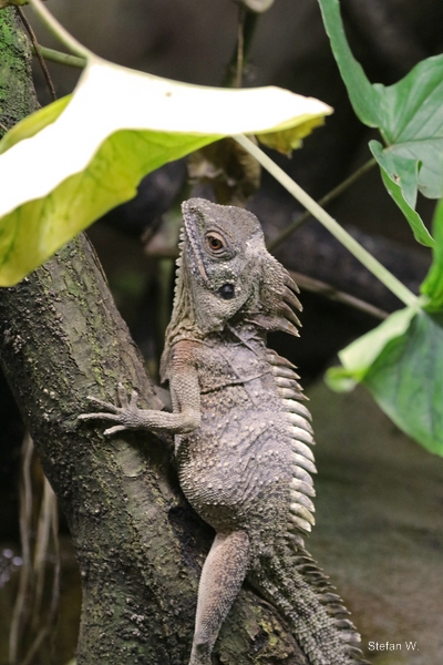 crowned forest dragon (Lophosaurus dilophus)