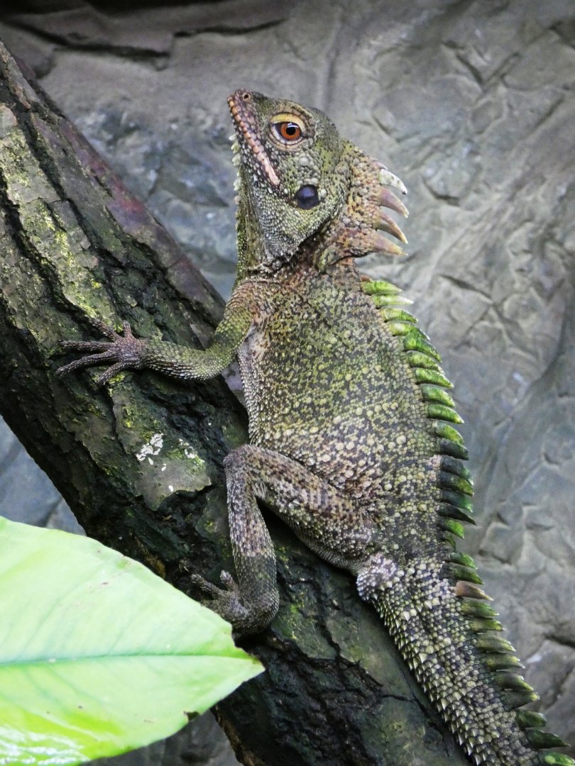 Crowned forest dragon