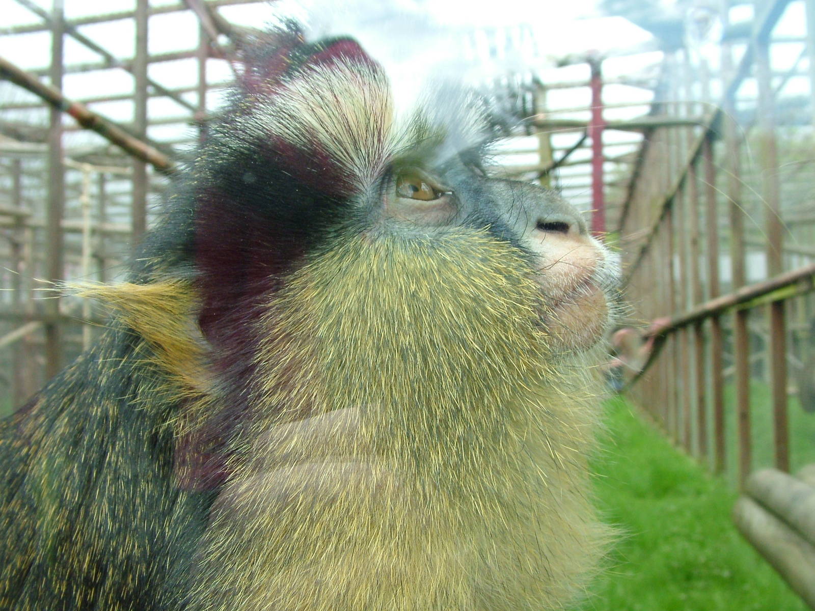 Crowned Guenon at Twycross 03/05/10