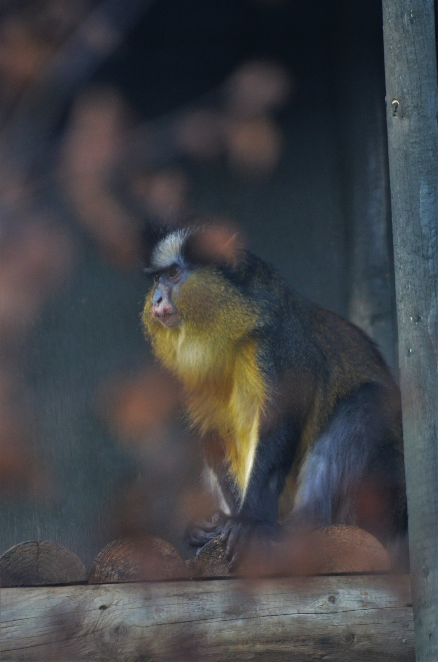Crowned Guenon at Twycross, 11/02/18