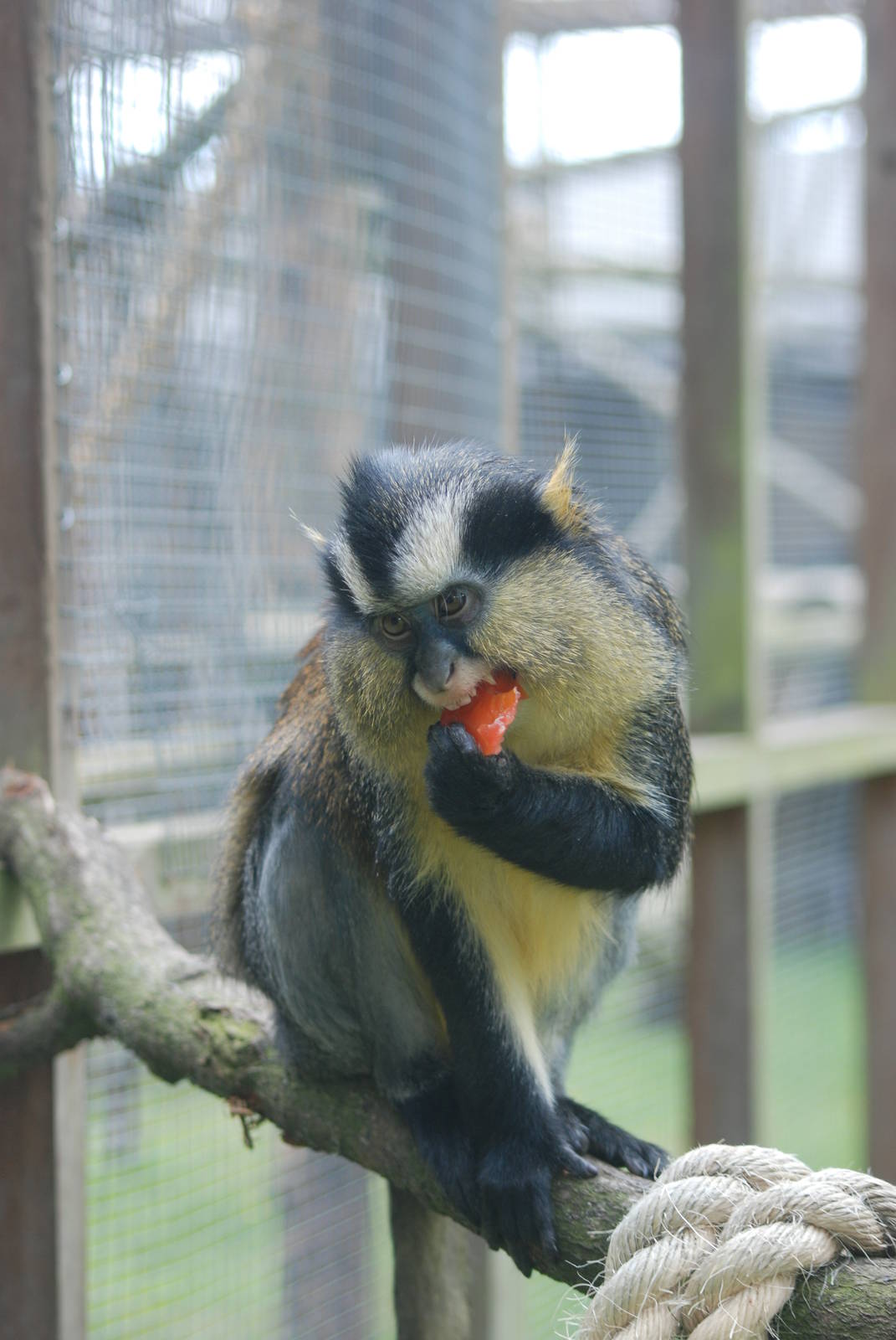 Crowned Guenon at Twycross, 18/06/11