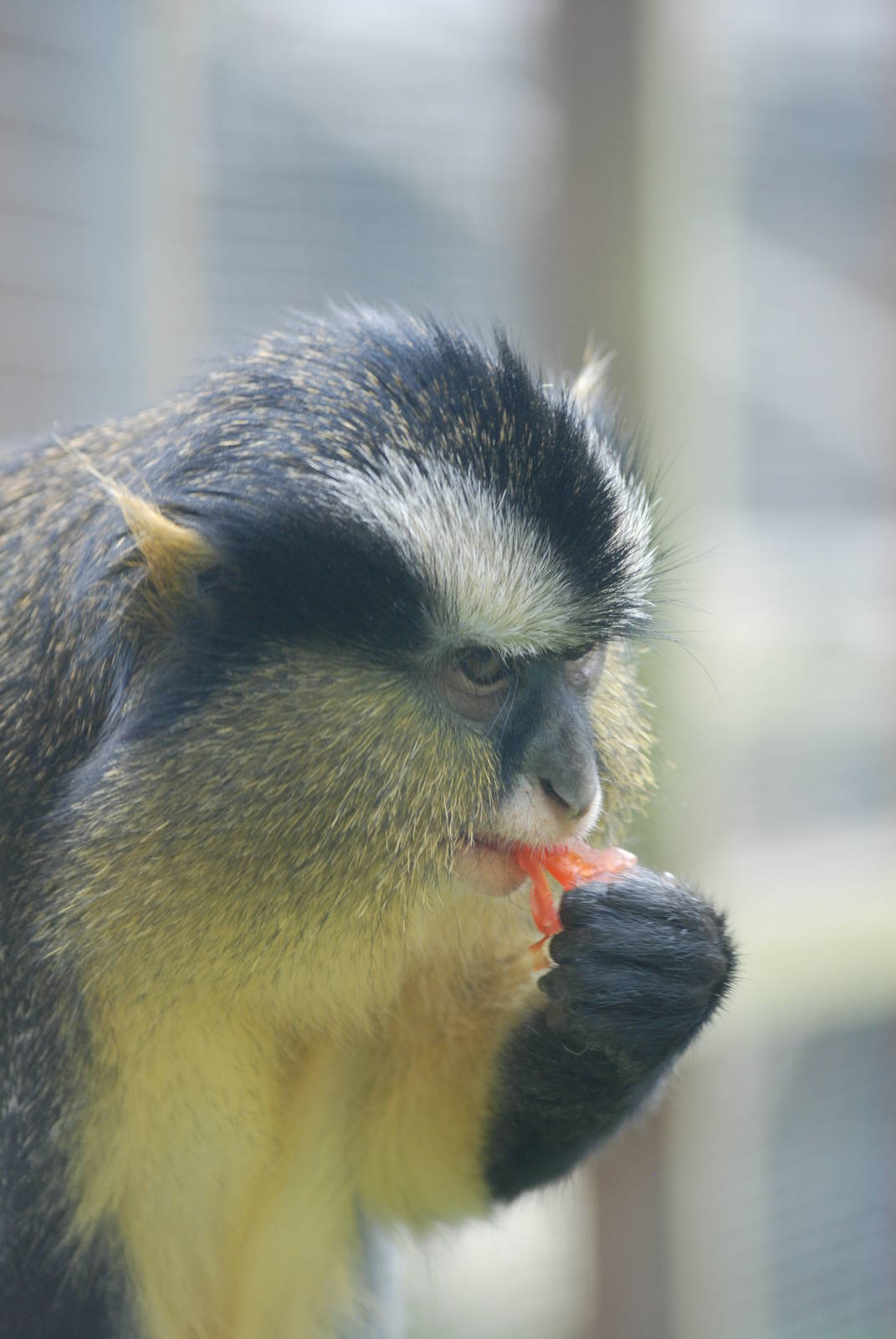 Crowned Guenon at Twycross, 18/06/11