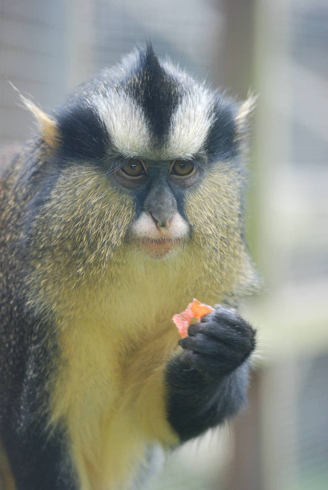 Crowned Guenon at Twycross, 18/06/11