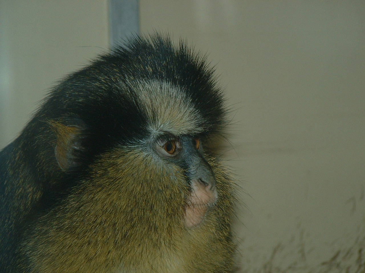 Crowned Guenon - Twycross 2006