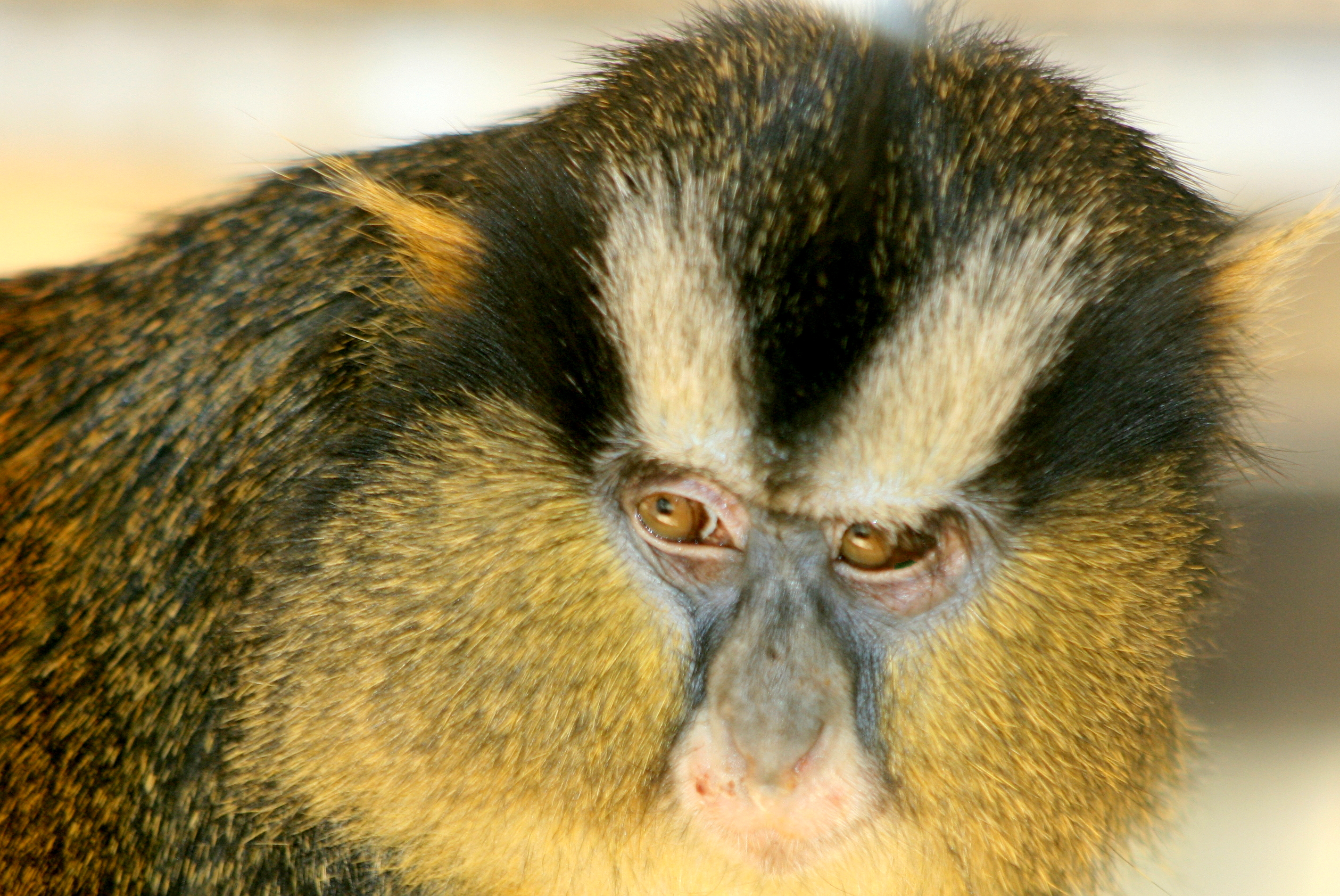 Crowned Guenon; Twycross; 9th April 2017