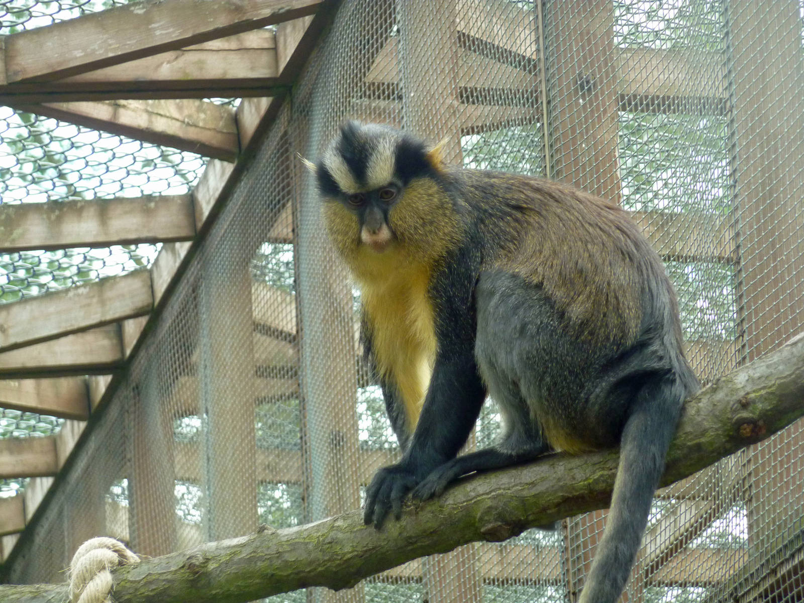 Crowned guenon